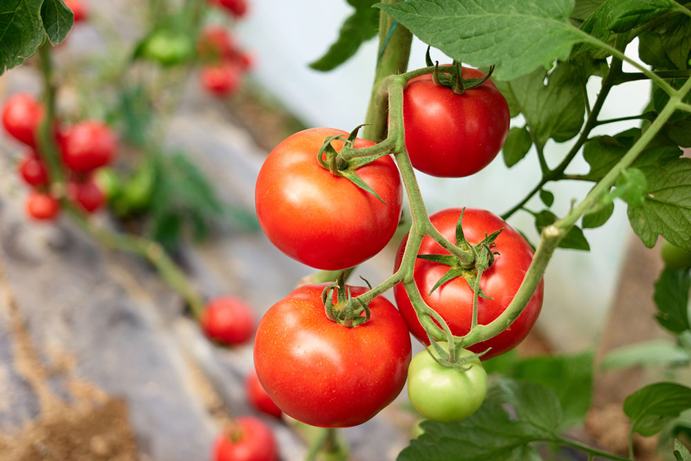 Effective Pruning Techniques for Optimal Tomato Harvest