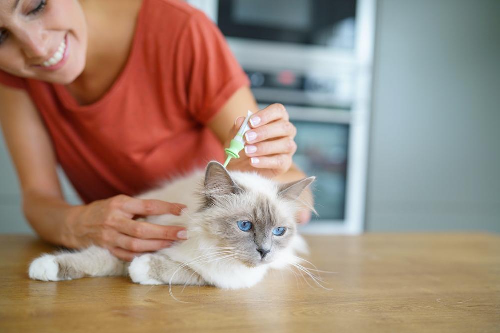 Effective Strategies and Treatments for Flea Prevention in Pets