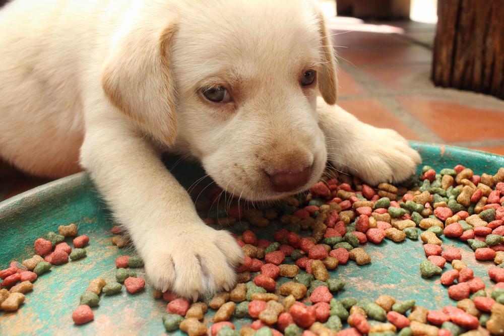 Top Online Stores for Purchasing Puppy Food