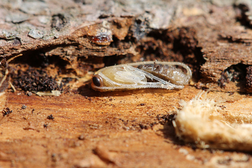 Understanding Tree Boring Insects: Identification, Signs, and Solutions