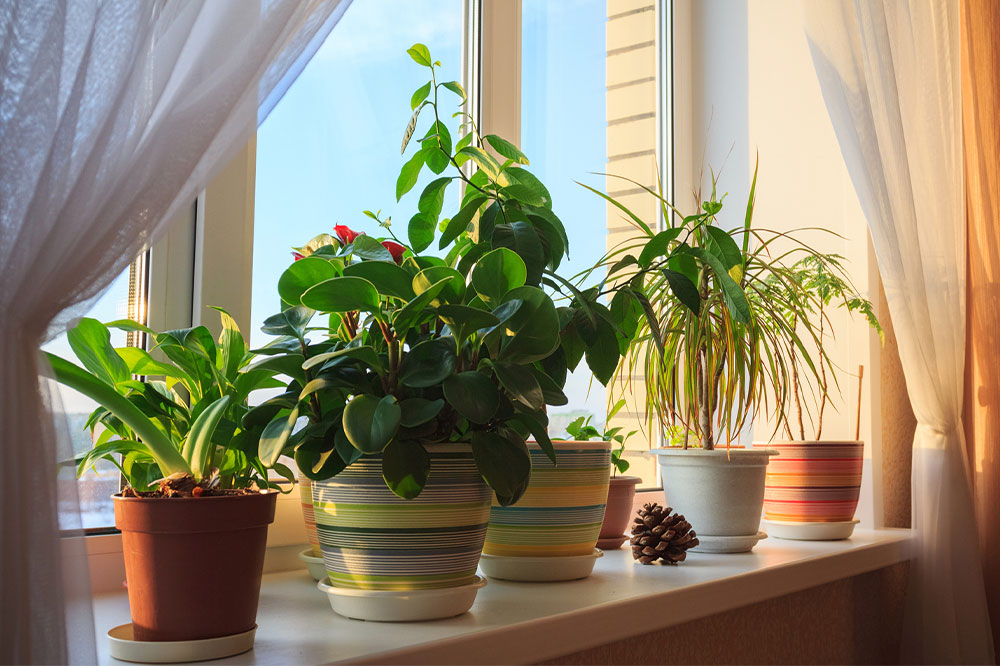 Revitalized Home Garden Ideas Making a Strong Comeback